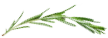 Sprig of Rosemary